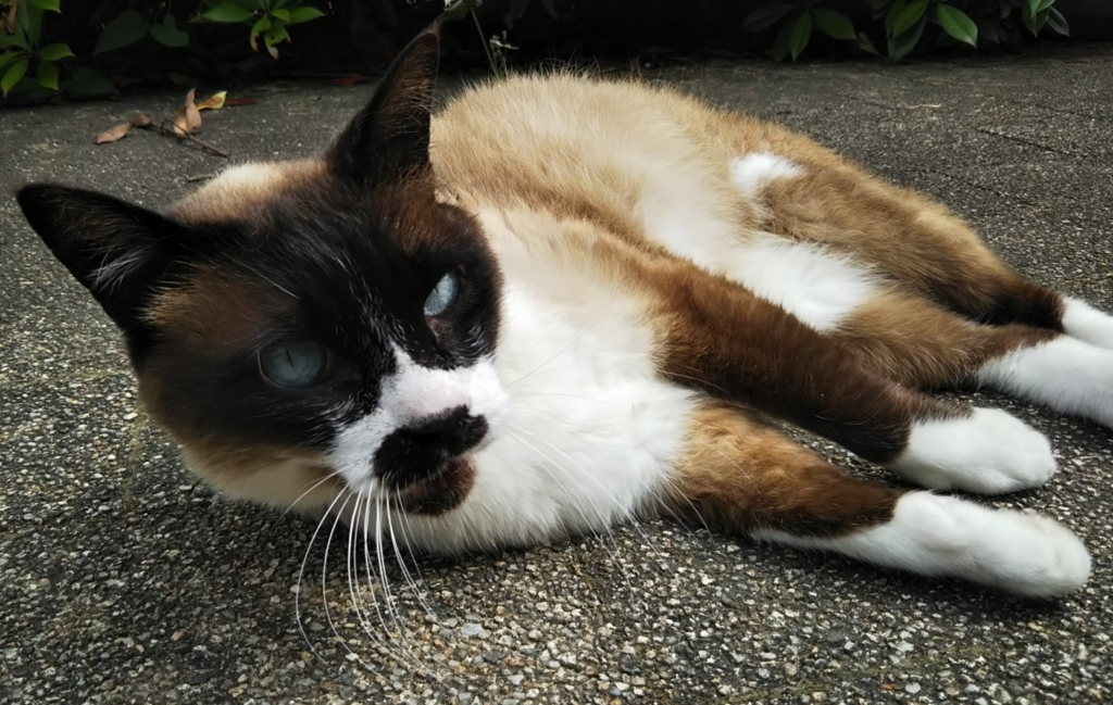 f:id:tarojiroko:20180530143855j:plain