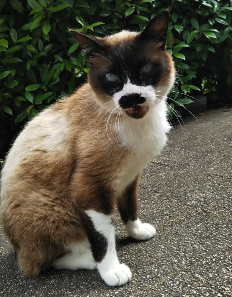 f:id:tarojiroko:20180530143918j:plain