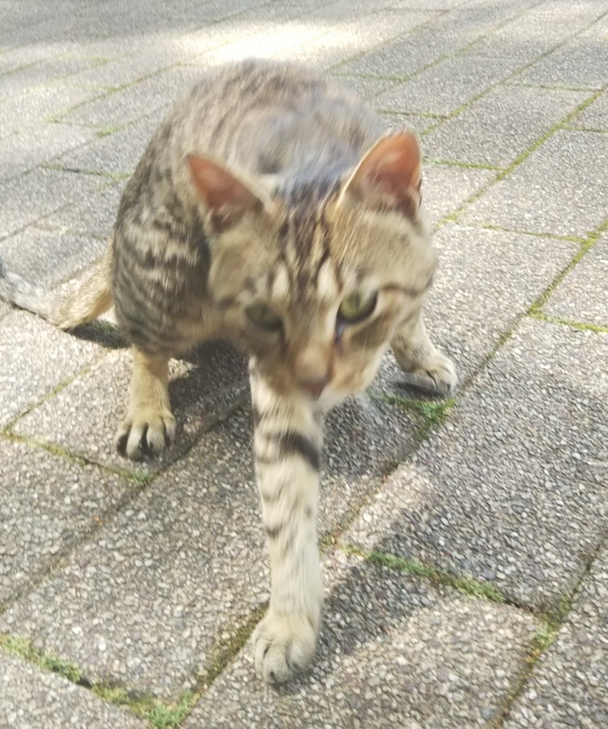 f:id:tarojiroko:20180530145357j:plain