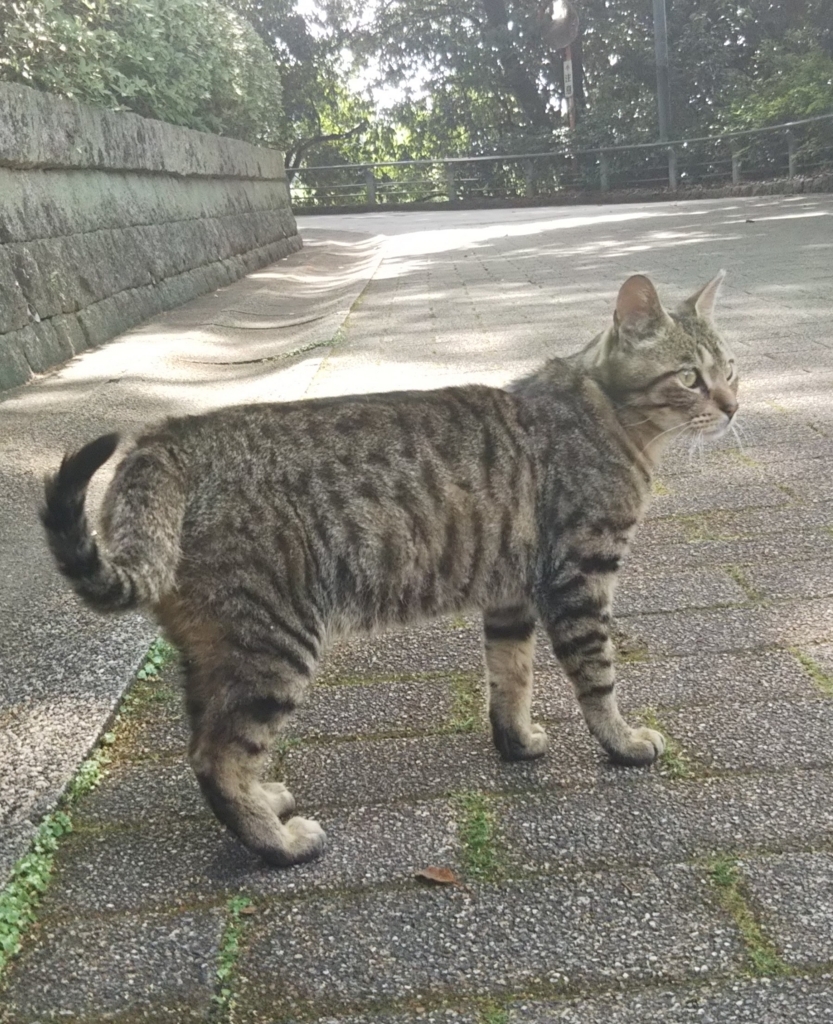 f:id:tarojiroko:20180530150508j:plain