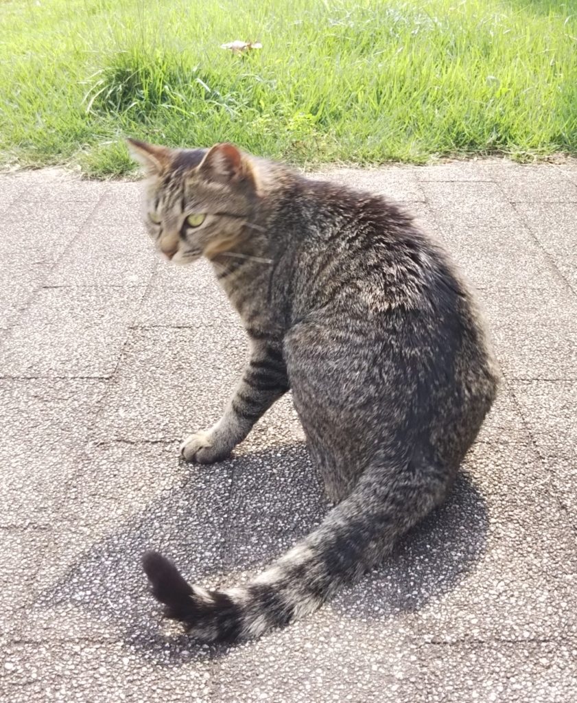 f:id:tarojiroko:20180624150312j:plain f:id:tarojiroko:20180624150312j:plain