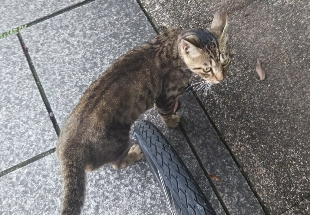 f:id:tarojiroko:20180701123430j:plain