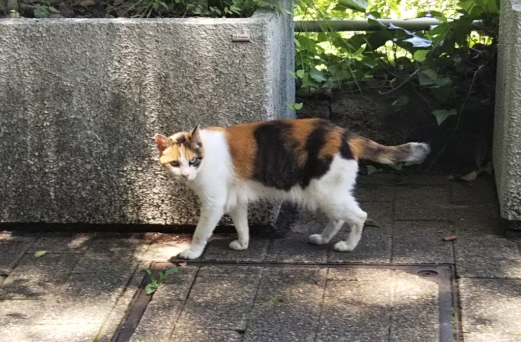 f:id:tarojiroko:20180710115840j:plain