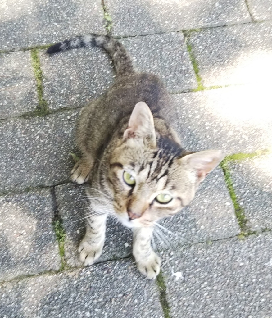 f:id:tarojiroko:20180710115922j:plain