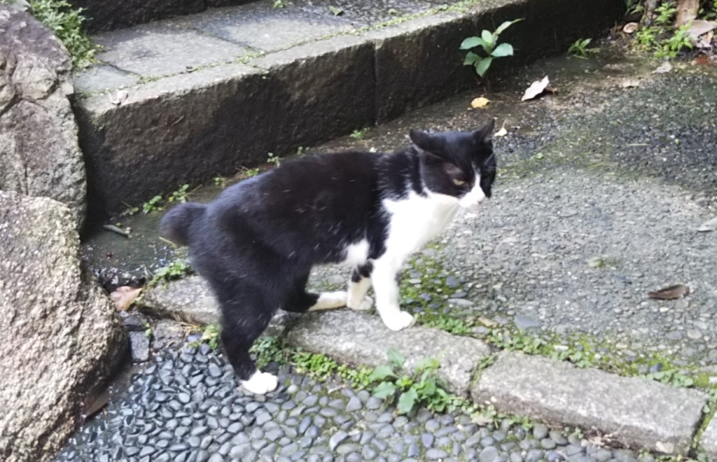 f:id:tarojiroko:20180710121430j:plain