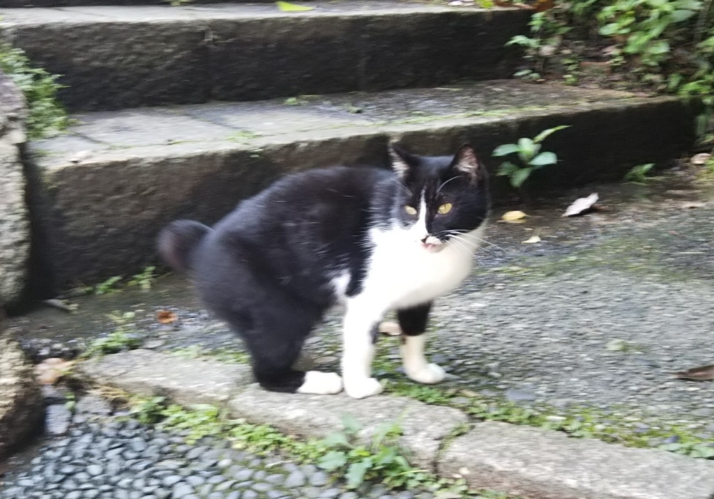 f:id:tarojiroko:20180710121437j:plain