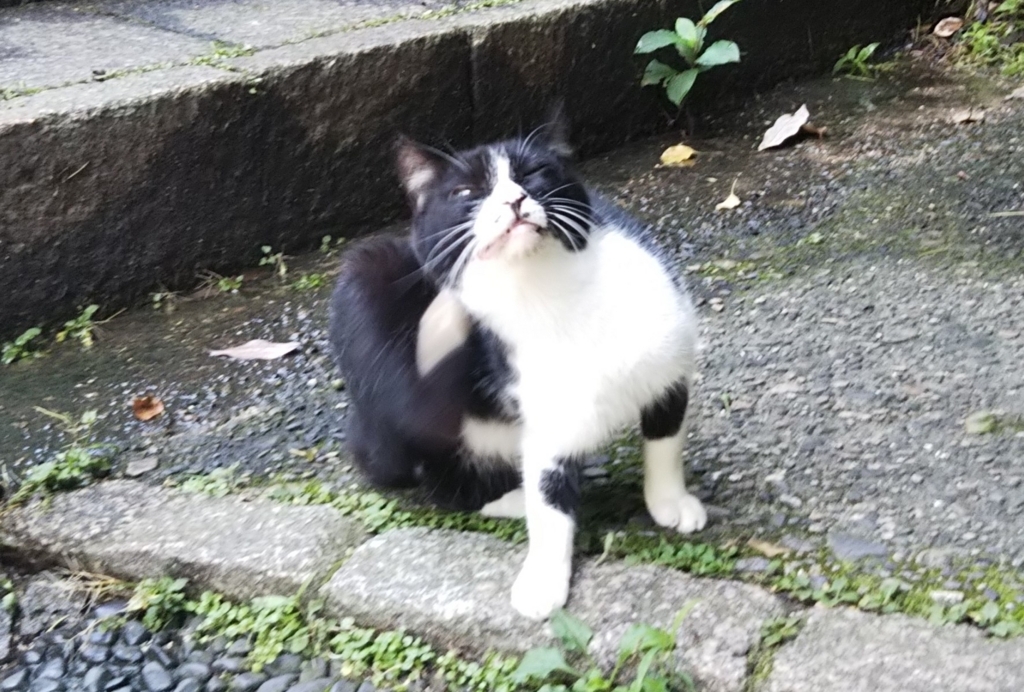 f:id:tarojiroko:20180710121444j:plain