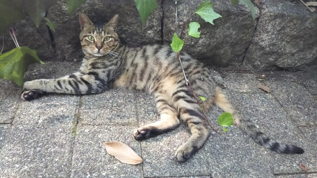 f:id:tarojiroko:20180720155251j:plain f:id:tarojiroko:20180720155251j:plain