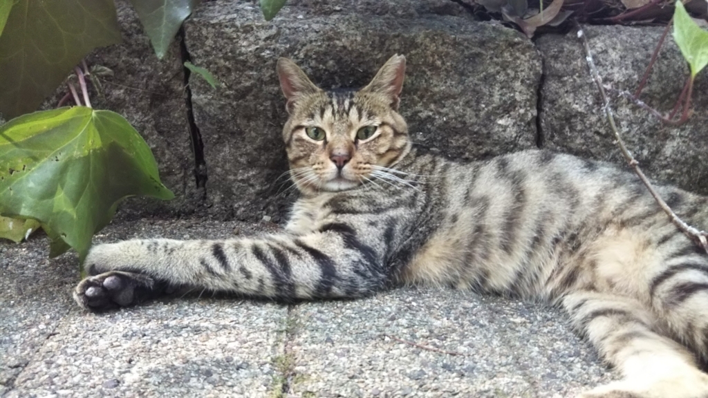 f:id:tarojiroko:20180720155256j:plain f:id:tarojiroko:20180720155256j:plain