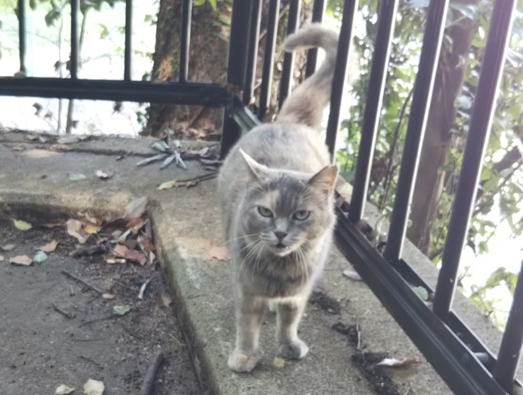 f:id:tarojiroko:20180726142130j:plain f:id:tarojiroko:20180726142130j:plain