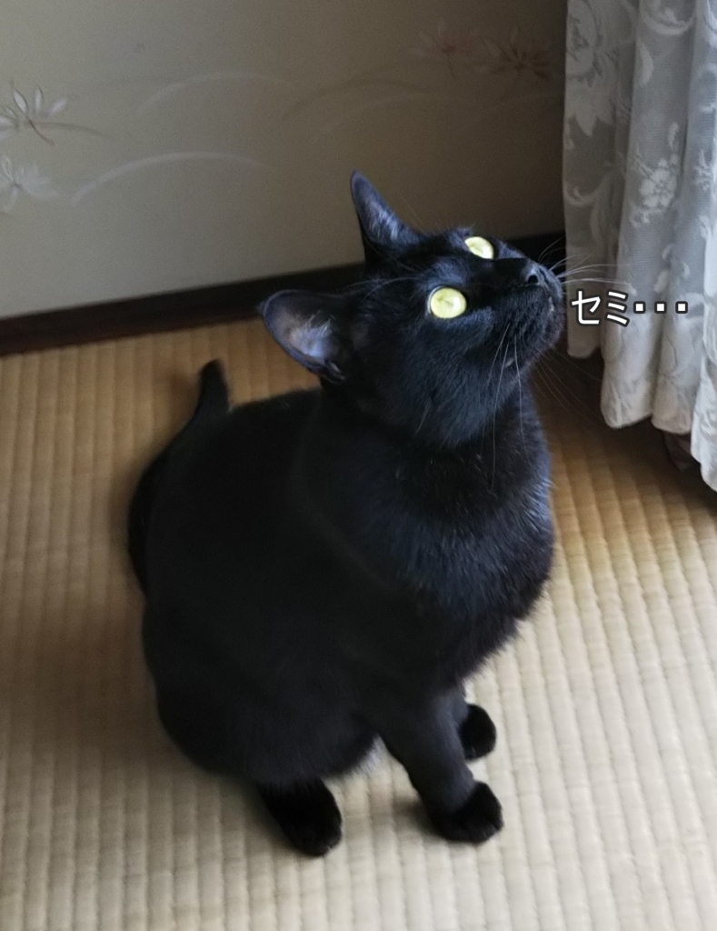 f:id:tarojiroko:20180727093348j:plain
