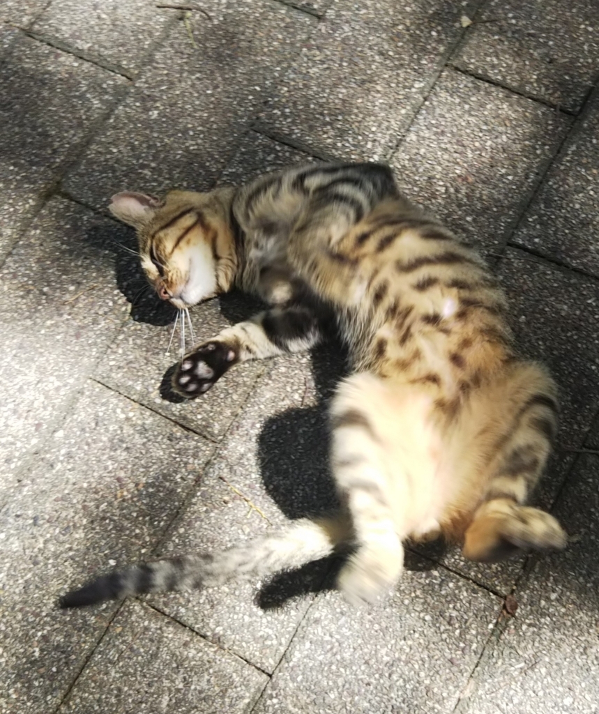 f:id:tarojiroko:20180730141204j:plain