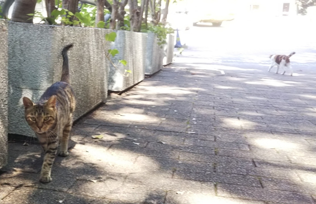 f:id:tarojiroko:20180802144630j:plain