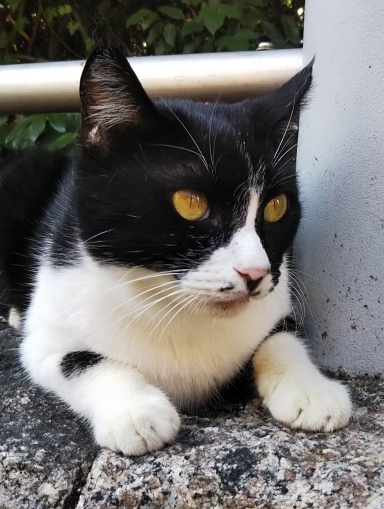 f:id:tarojiroko:20180802150925j:plain