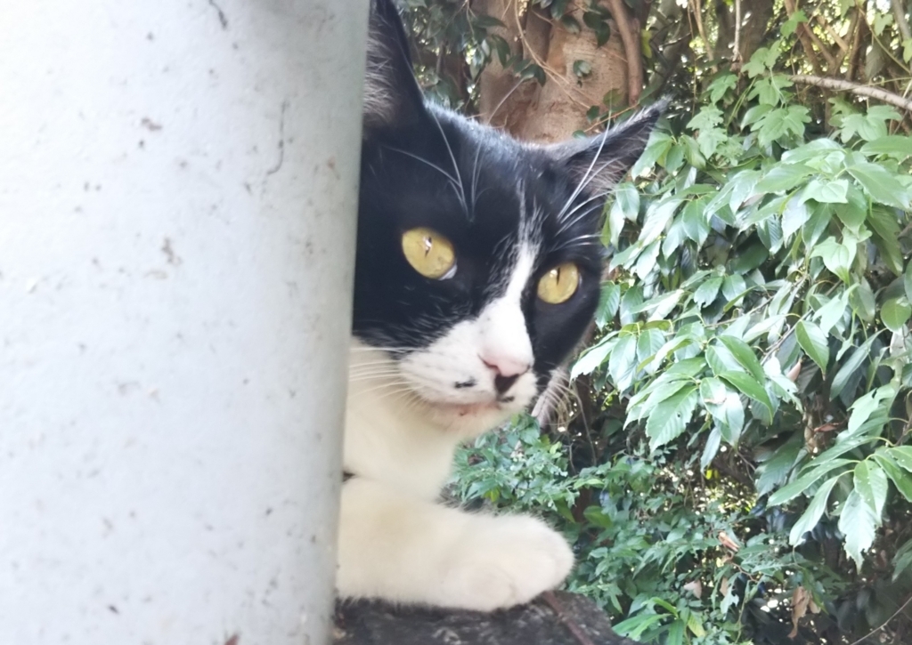 f:id:tarojiroko:20180802151305j:plain