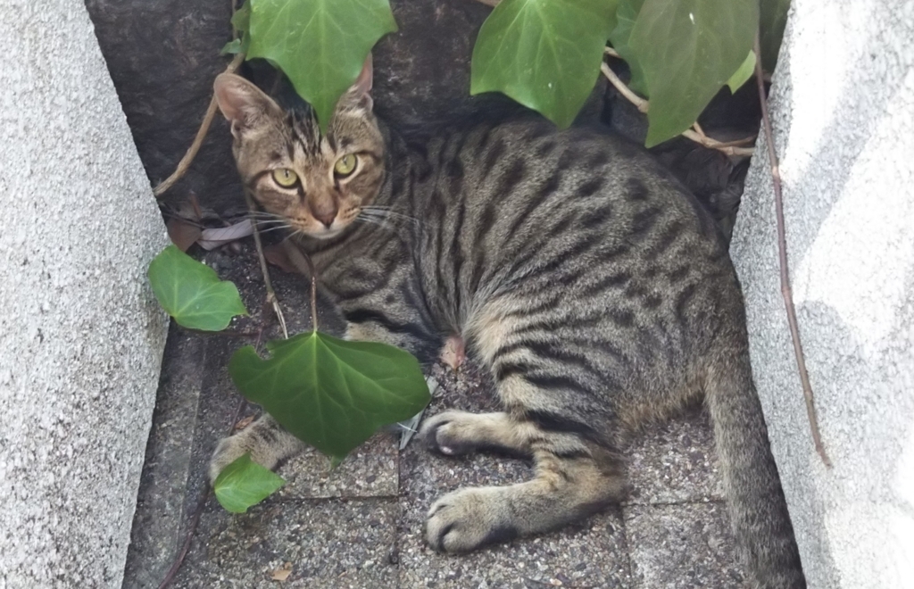 f:id:tarojiroko:20180811144929j:plain