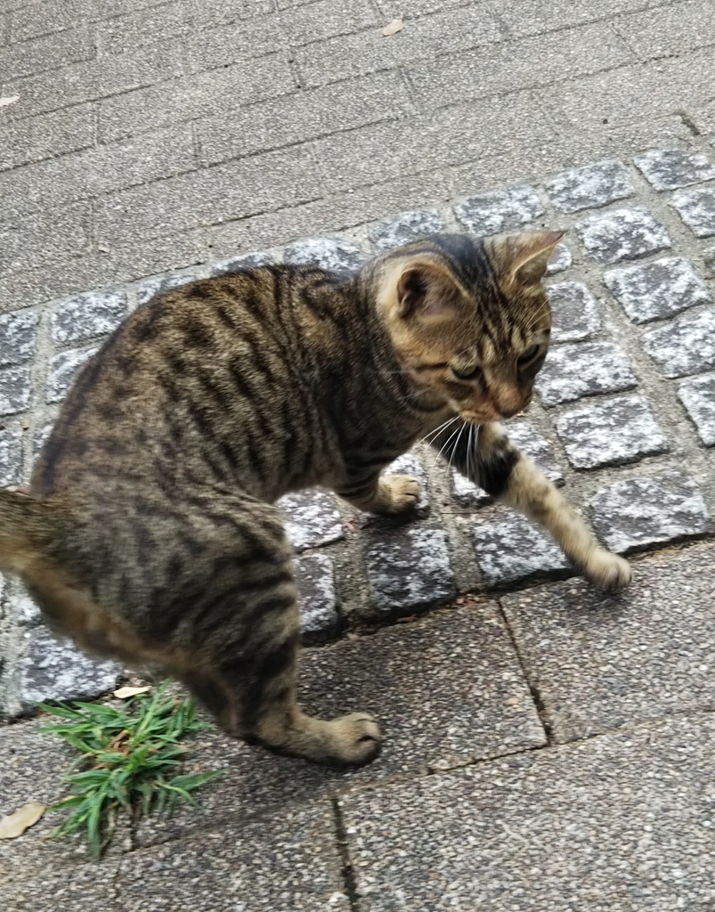 f:id:tarojiroko:20180906151935j:plain f:id:tarojiroko:20180906151935j:plain