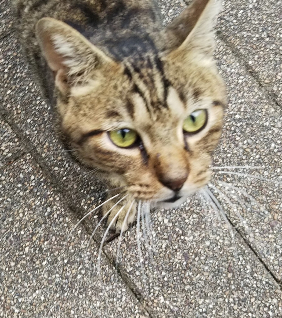 f:id:tarojiroko:20180906152010j:plain f:id:tarojiroko:20180906152010j:plain