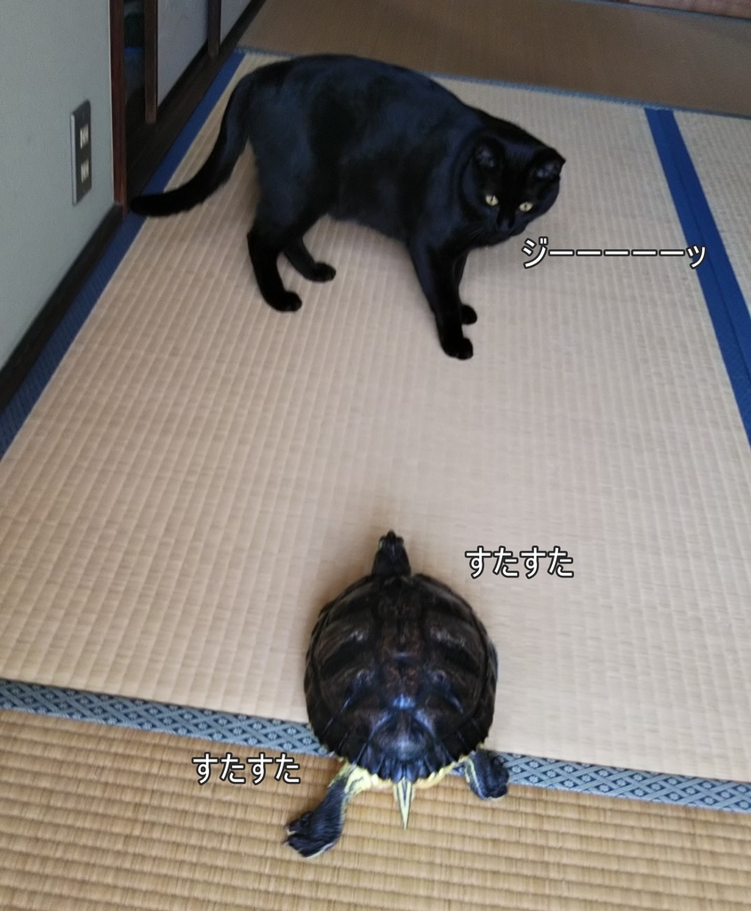 f:id:tarojiroko:20180919140833j:plain f:id:tarojiroko:20180919140833j:plain