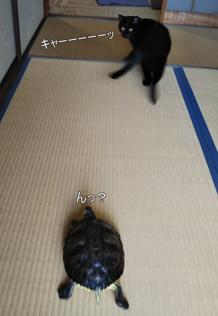 f:id:tarojiroko:20180919140837j:plain f:id:tarojiroko:20180919140837j:plain