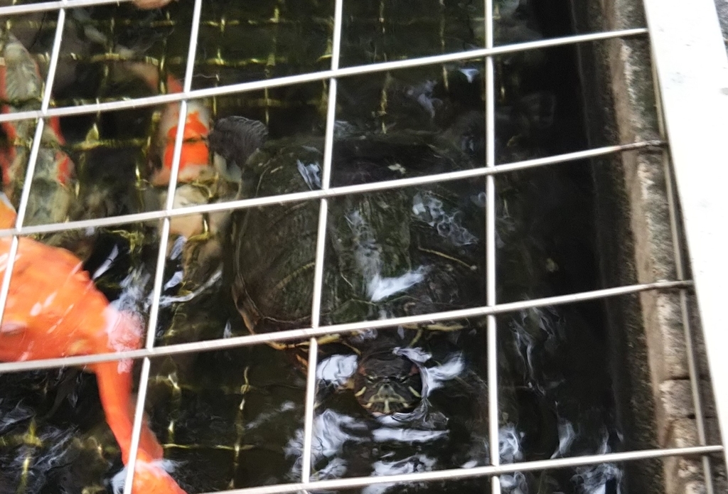 f:id:tarojiroko:20180923164218j:plain f:id:tarojiroko:20180923164218j:plain