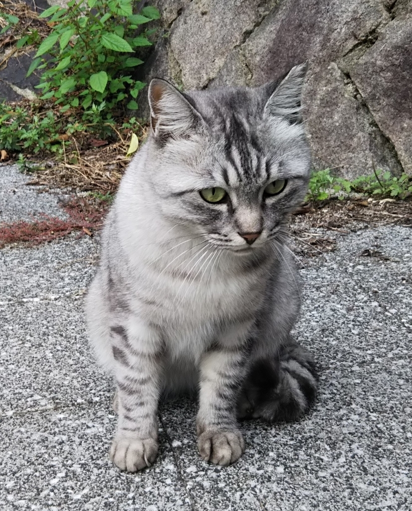 f:id:tarojiroko:20180926143509j:plain