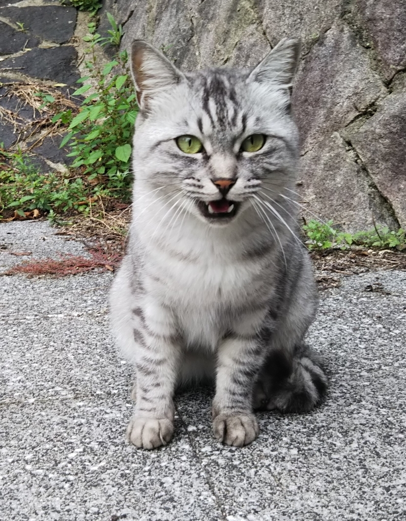 f:id:tarojiroko:20180926143512j:plain