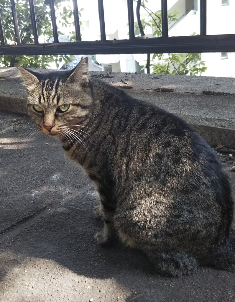 f:id:tarojiroko:20181009113653j:plain