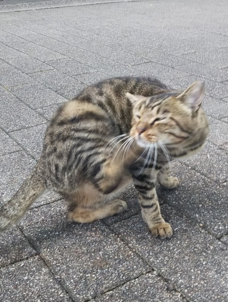 f:id:tarojiroko:20181012145329j:plain f:id:tarojiroko:20181012145329j:plain