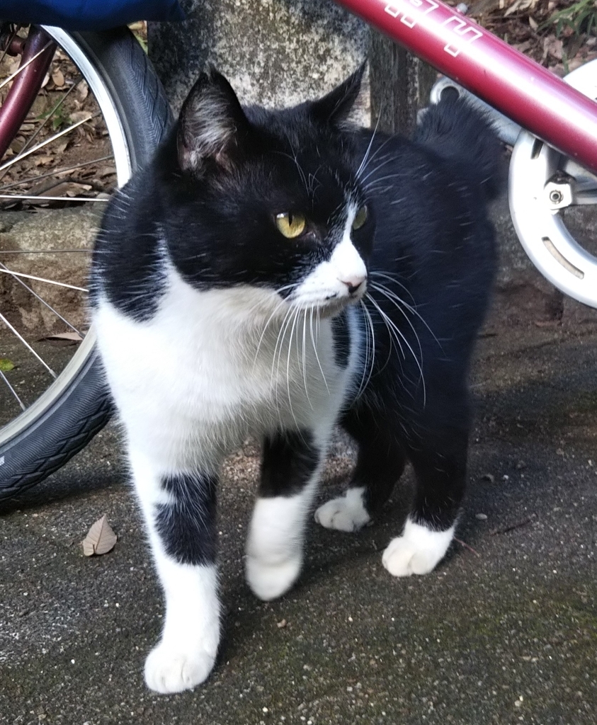 f:id:tarojiroko:20181024151047j:plain