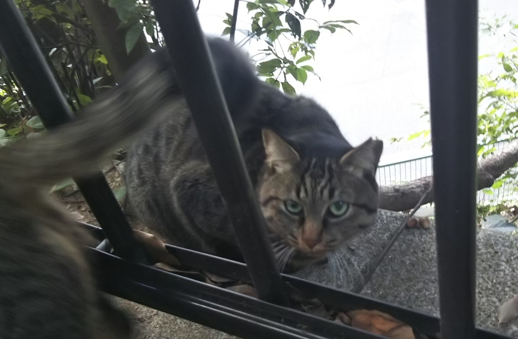 f:id:tarojiroko:20181030144602j:plain