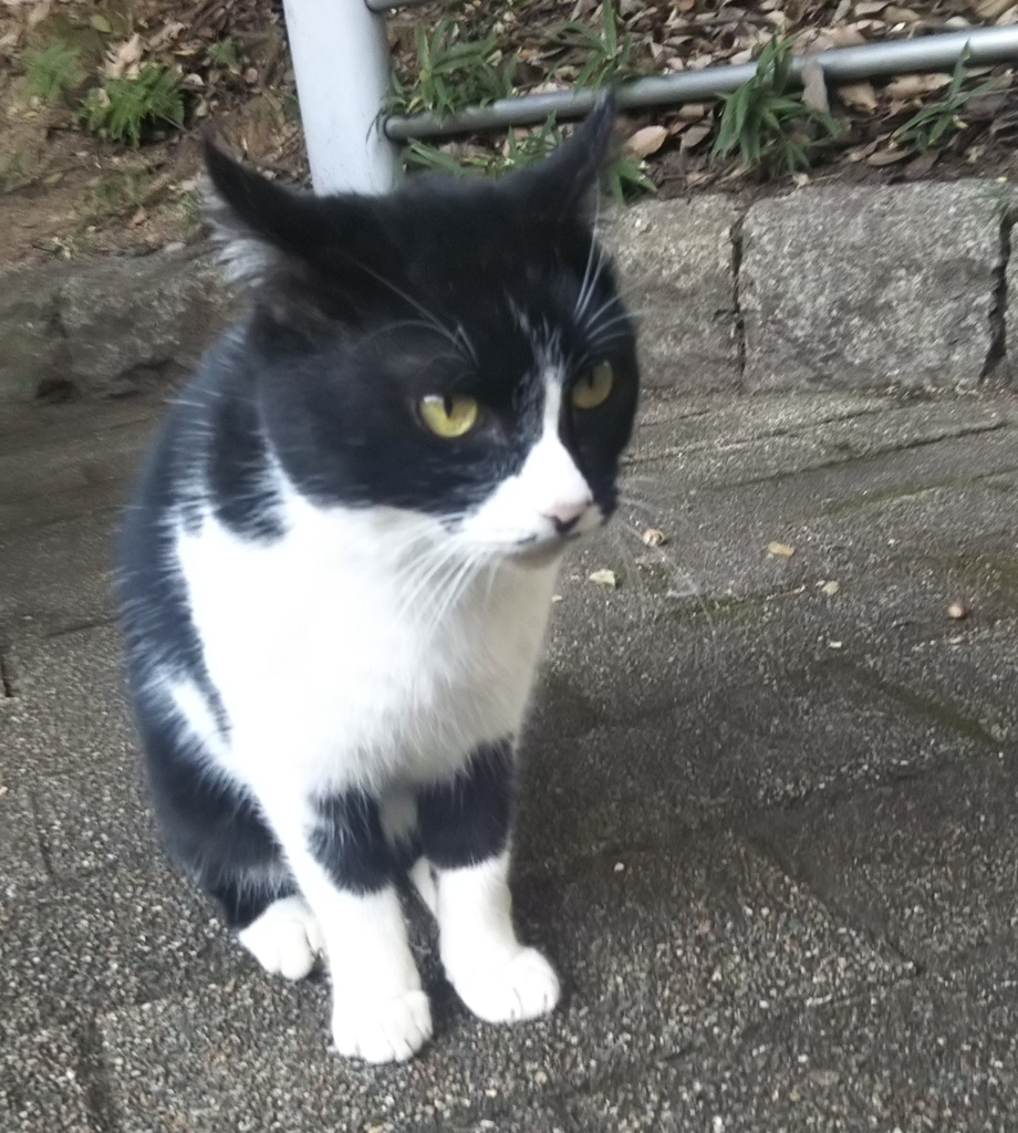 f:id:tarojiroko:20181030145307j:plain