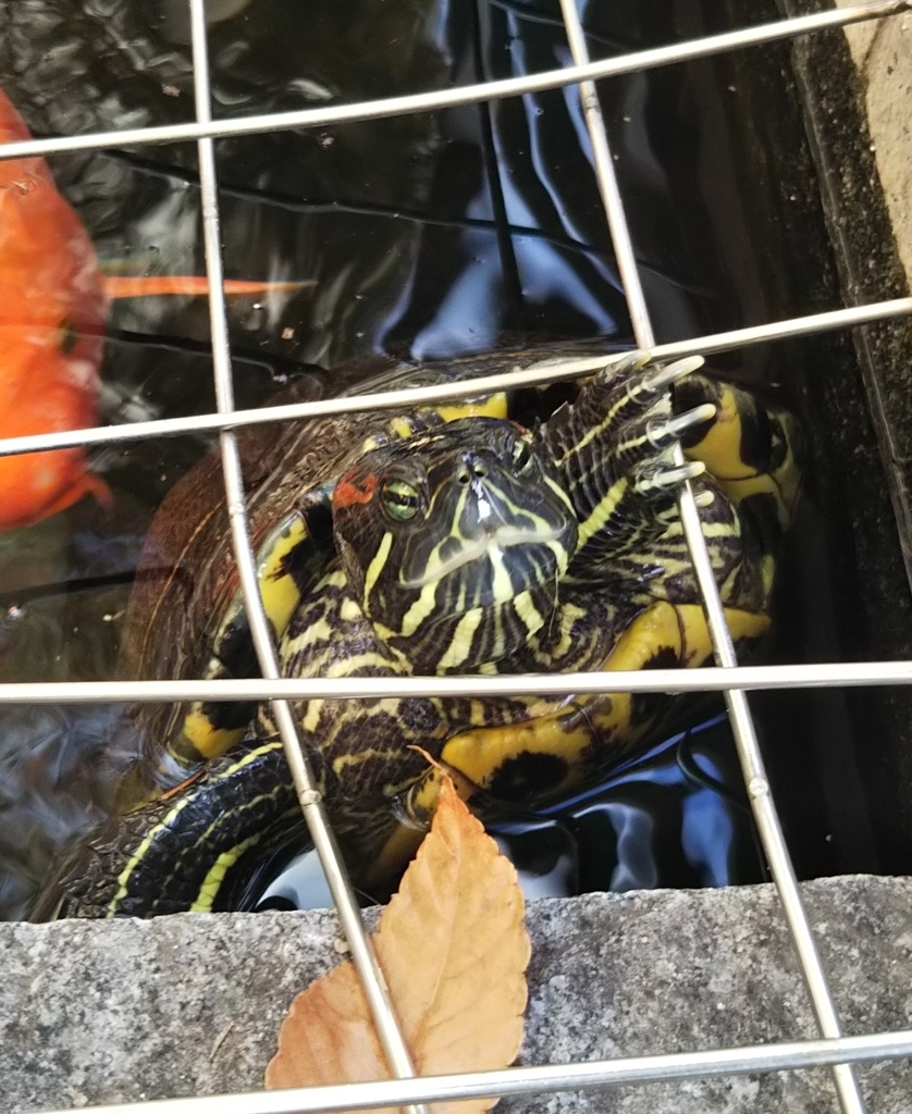 f:id:tarojiroko:20181109153448j:plain f:id:tarojiroko:20181109153448j:plain