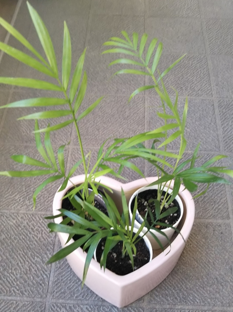 f:id:tarojiroko:20181114162149j:plain f:id:tarojiroko:20181114162149j:plain