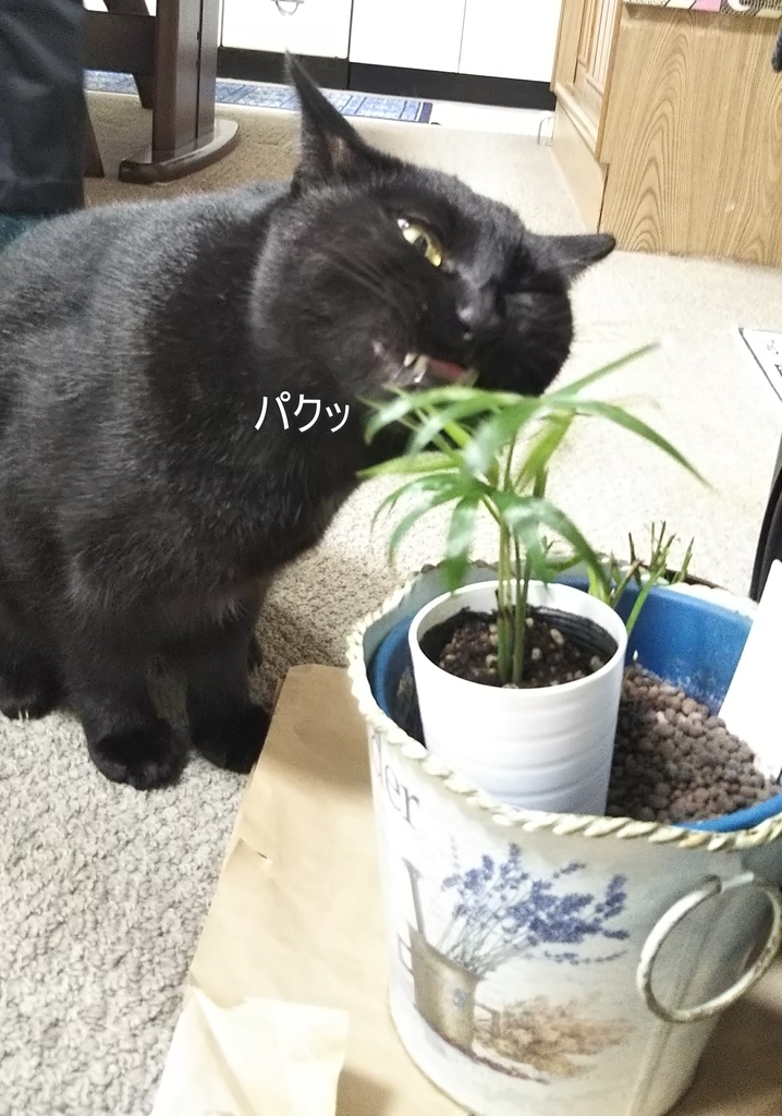 f:id:tarojiroko:20181115163310j:plain f:id:tarojiroko:20181115163310j:plain