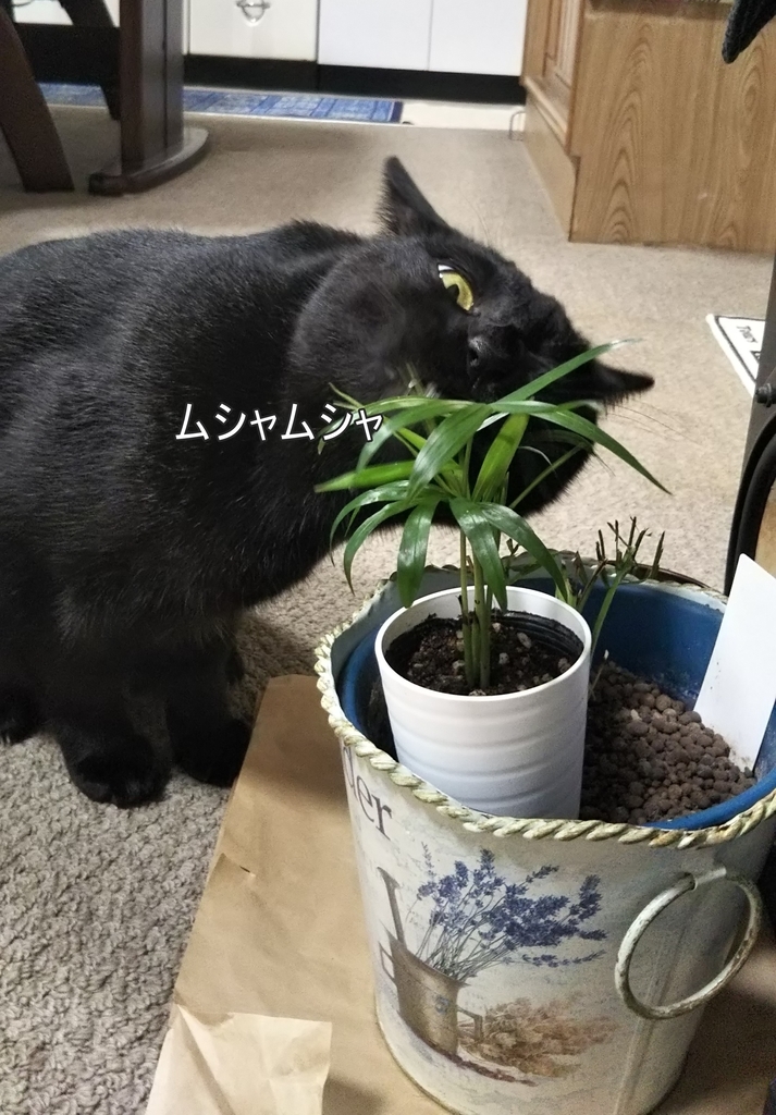 f:id:tarojiroko:20181115163315j:plain f:id:tarojiroko:20181115163315j:plain