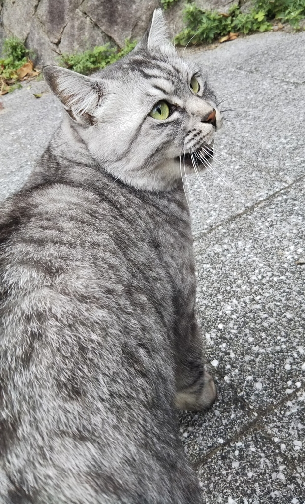 f:id:tarojiroko:20181116142155j:plain