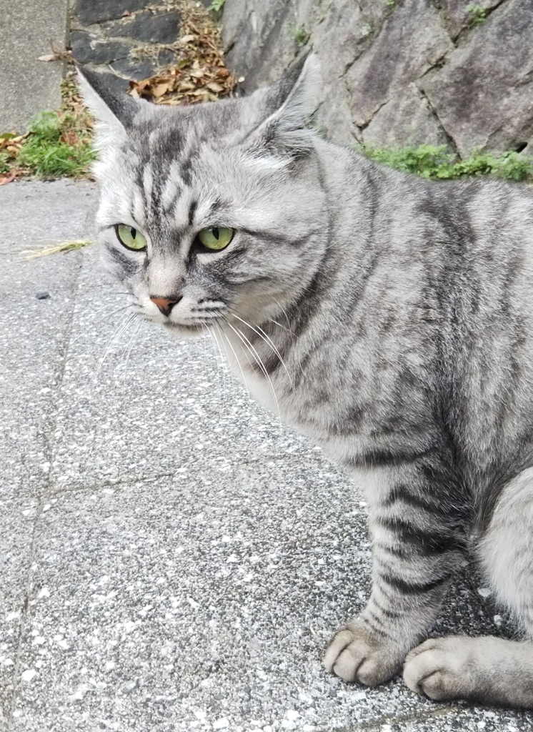 f:id:tarojiroko:20181116142242j:plain
