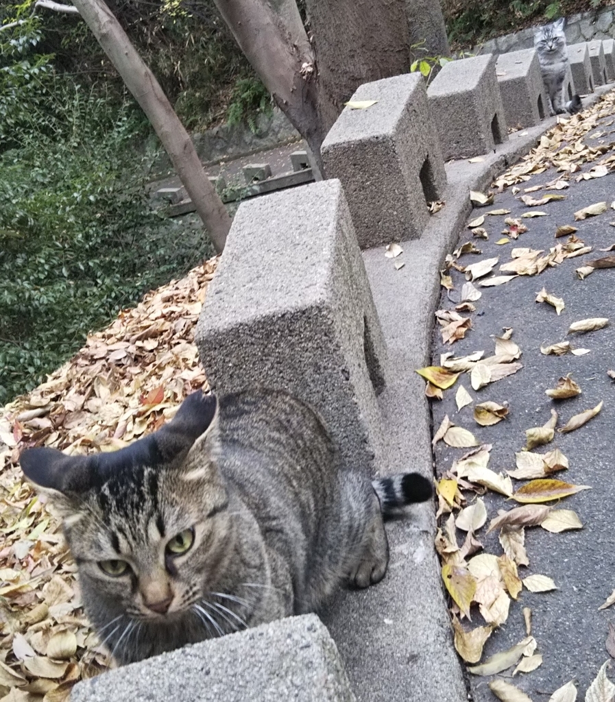f:id:tarojiroko:20181116144359j:plain