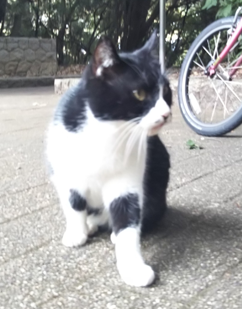 f:id:tarojiroko:20181116144830j:plain