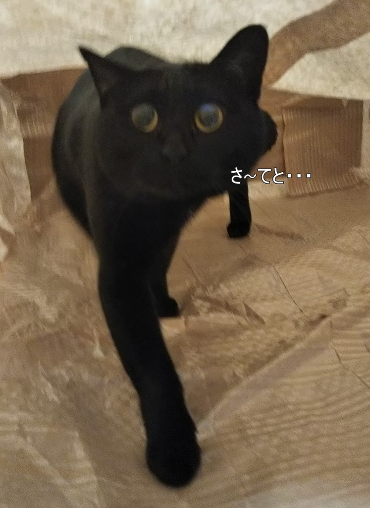 f:id:tarojiroko:20181122084150j:plain