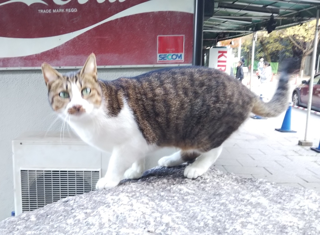 f:id:tarojiroko:20181205144116j:plain