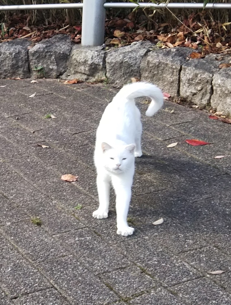 f:id:tarojiroko:20181205144938j:plain