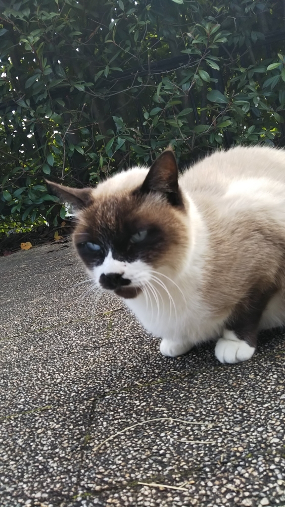 f:id:tarojiroko:20181210135031j:plain