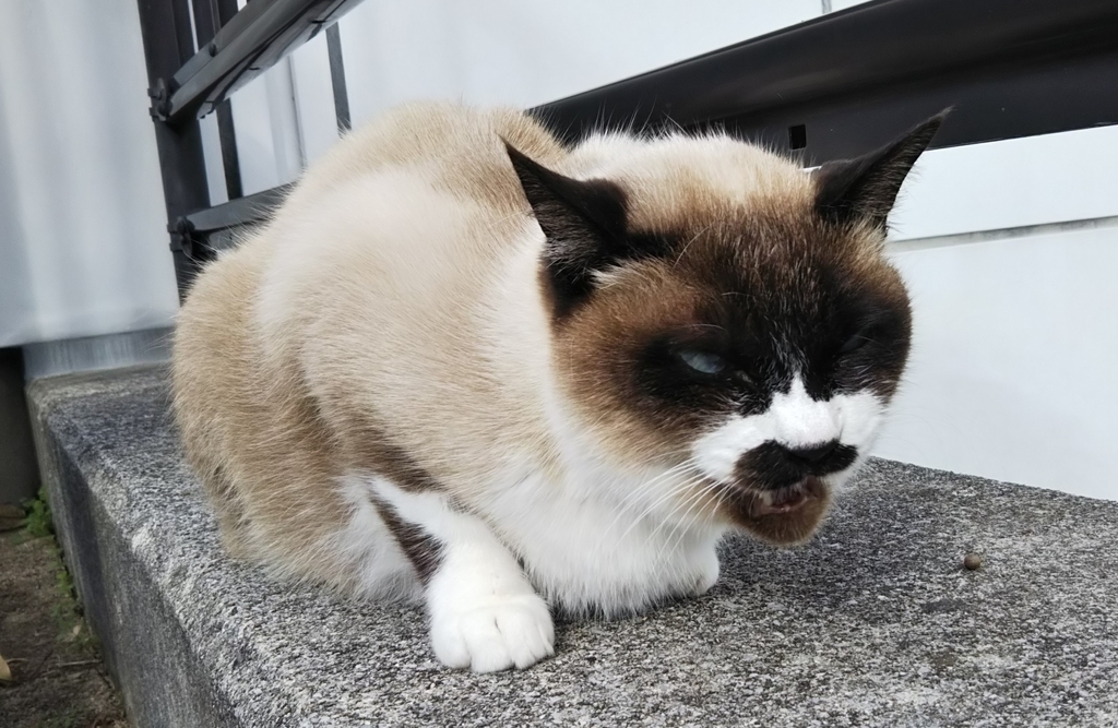 f:id:tarojiroko:20181213134235j:plain
