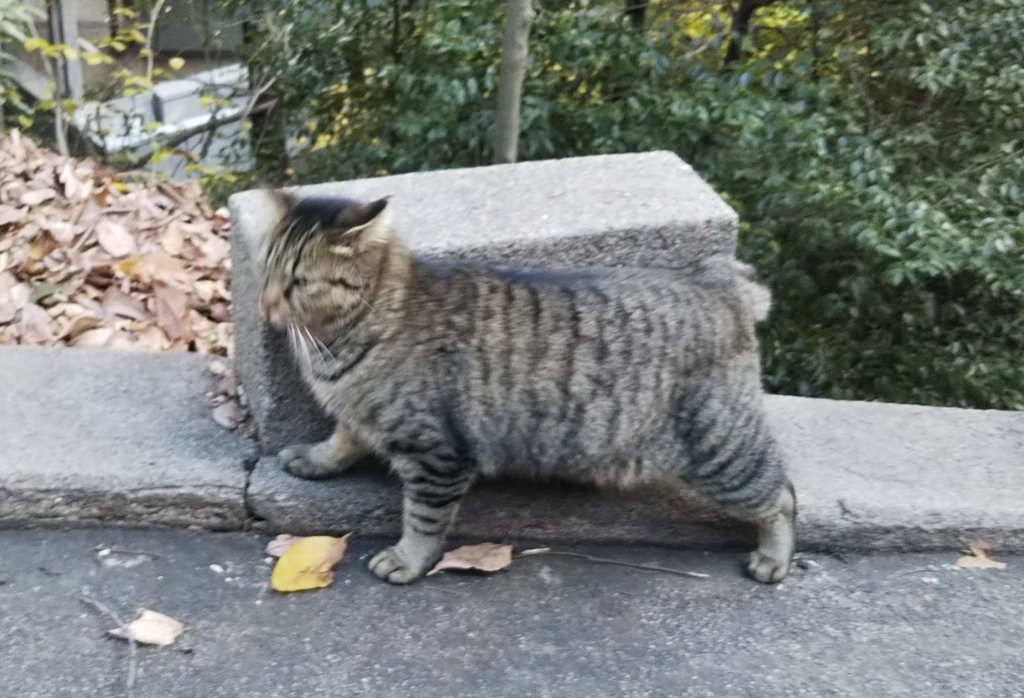 f:id:tarojiroko:20181213135521j:plain
