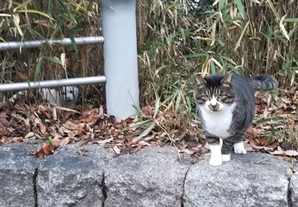 f:id:tarojiroko:20181223142028j:plain