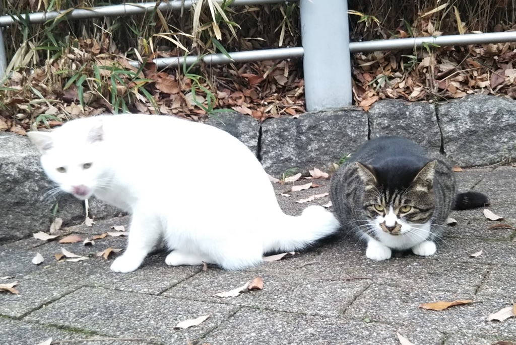 f:id:tarojiroko:20181223142402j:plain