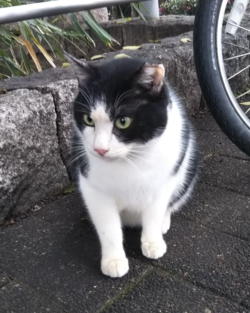f:id:tarojiroko:20181223142636j:plain