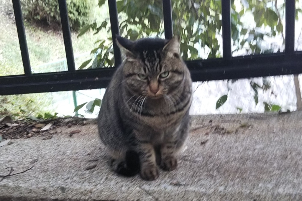 f:id:tarojiroko:20190104140901j:plain